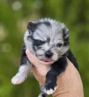 Starry Starry Night , a male Pomeranian for sale in Anderson, CA – 8 of 10