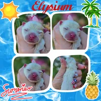 Elysium , a female Pomeranian for sale in Redding, CA – 3 of 8