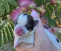 Nirvana , a female Pomeranian for sale in Redding, CA – 6 of 10
