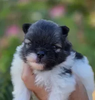America , a female Pomeranian for sale in Redding, CA – 2 of 10