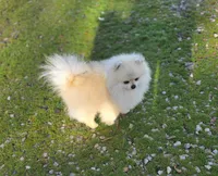 Kopa , a male Pomeranian for sale in Redding, CA – 6 of 6