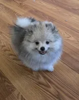 Finnigan, a male Pomeranian for sale in Redding, CA – 4 of 4