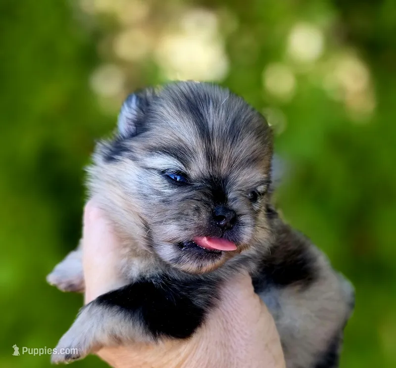 Affogato AKC  – Pomeranian puppy for sale in Redding, CA