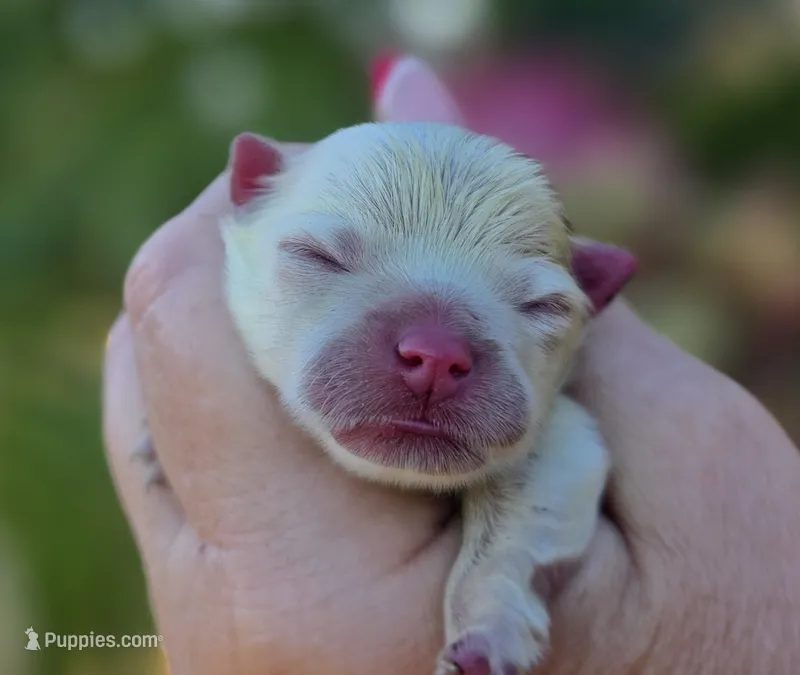 Elysium  – Pomeranian puppy for sale in Redding, CA