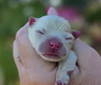 Elysium , a female Pomeranian for sale in Redding, CA – 1 of 8