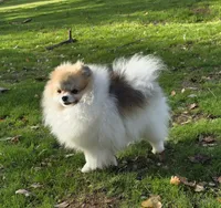 Varessa , a female Pomeranian for sale in Redding, CA – 3 of 4