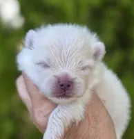 Prodigal Son, a male Pomeranian for sale in Anderson, CA – 8 of 9