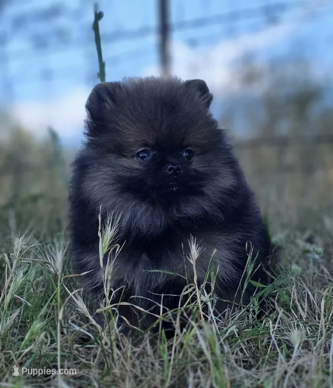 Wookie  – Pomeranian puppy for sale in Redding, CA