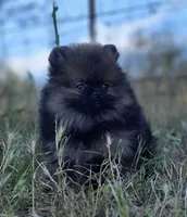 Wookie , a male Pomeranian for sale in Redding, CA – 1 of 7