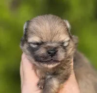 Gelato AKC blue eye, a male Pomeranian for sale in Redding, CA – 7 of 10