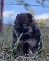 Wookie , a male Pomeranian for sale in Redding, CA – 6 of 7