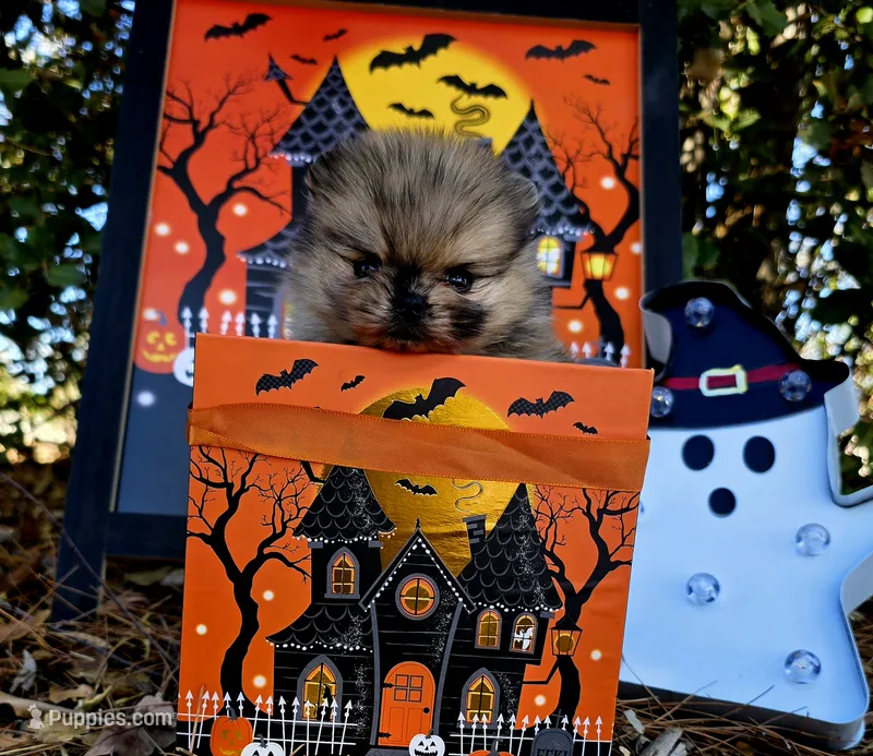 Affogato AKC  – Pomeranian puppy for sale in Redding, CA