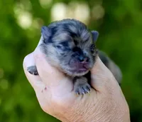 Afogoto AKC , a male Pomeranian for sale in Redding, CA – 7 of 10