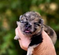 Affogato AKC , a male Pomeranian for sale in Redding, CA – 8 of 10