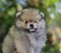 Irish Rover , a male Pomeranian for sale in Redding, CA – 5 of 6