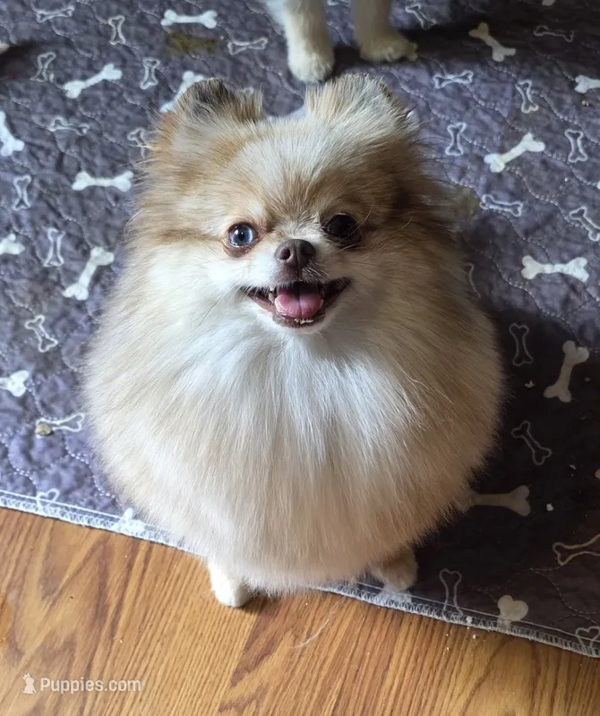 Biscotti – Pomeranian puppy for sale in Redding, CA