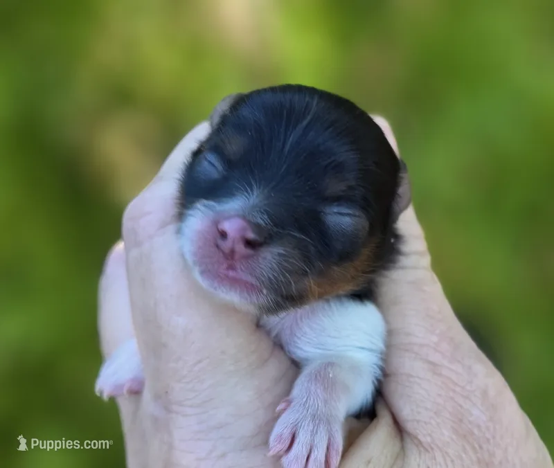 Rumor AKC – Pomeranian puppy for sale in Redding, CA