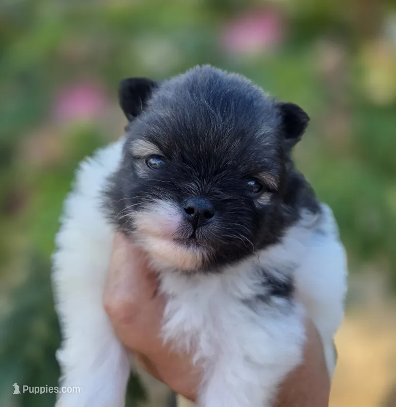 America  – Pomeranian puppy for sale in Redding, CA