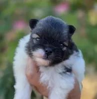 America , a female Pomeranian for sale in Redding, CA – 1 of 10