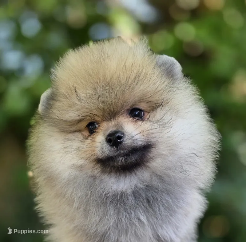 Danny boy  – Pomeranian puppy for sale in Redding, CA