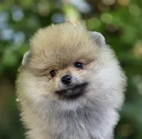 Danny boy , a male Pomeranian for sale in Redding, CA – 1 of 6