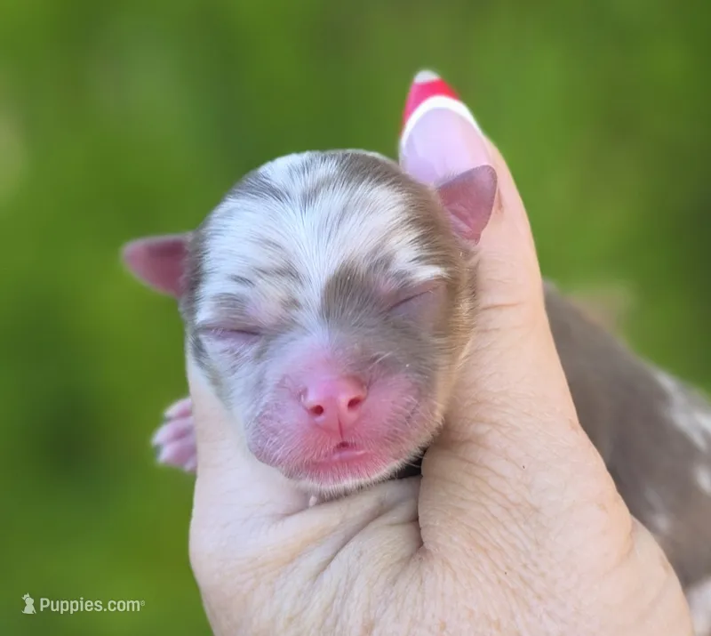Van Gough  – Pomeranian puppy for sale in Redding, CA