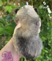 Finnigan, a male Pomeranian for sale in Redding, CA – Photo 8 of 8