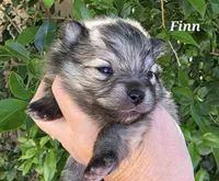 Finnigan, a male Pomeranian for sale in Redding, CA – Photo 3 of 8