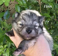 Finnigan, a male Pomeranian for sale in Redding, CA – Photo 6 of 8