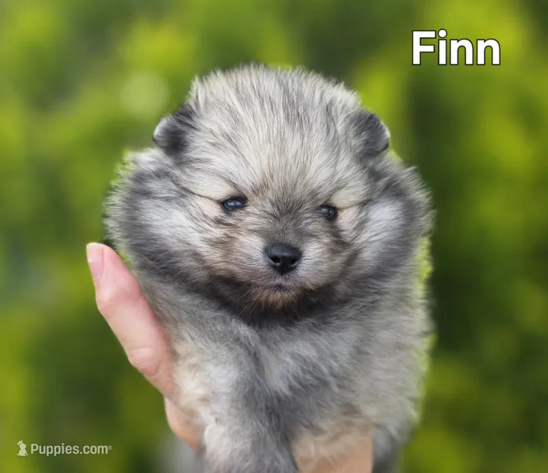 Finnigan – Pomeranian puppy for sale in Redding, CA