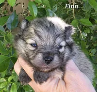 Finnigan, a male Pomeranian for sale in Redding, CA – Photo 7 of 8