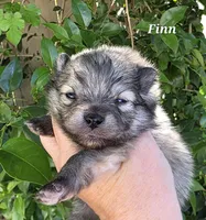 Finnigan, a male Pomeranian for sale in Redding, CA – Photo 4 of 8