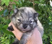Finnigan, a male Pomeranian for sale in Redding, CA – Photo 2 of 8