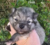 Finnigan, a male Pomeranian for sale in Redding, CA – Photo 1 of 8