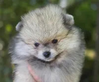 Finnigan, a male Pomeranian for sale in Redding, CA – 3 of 10