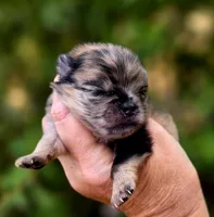 Affogato AKC , a male Pomeranian for sale in Redding, CA – 5 of 10