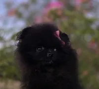 Itsy Bitsy , a female Pomeranian for sale in Redding, CA – 3 of 8