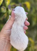 Prodigal Son, a male Pomeranian for sale in Redding, CA – 7 of 7