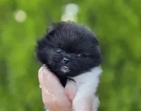 Little Lamborghini , a male Pomeranian for sale in Redding, CA – 1 of 9