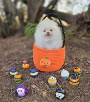 Prodigal Son Beaver AKC , a male Pomeranian for sale in Redding, CA – 5 of 9