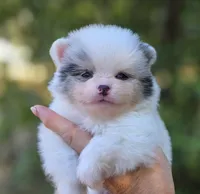 Angelo Blue Eyes, a male Pomeranian for sale in Redding, CA – 10 of 10