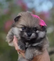 Liberty , a female Pomeranian for sale in Redding, CA – 2 of 10