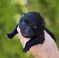 Granita AKC , a female Pomeranian for sale in Redding, CA – 5 of 9