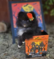 Mona Lisa AKC Full, a female Pomeranian for sale in Redding, CA – 5 of 9