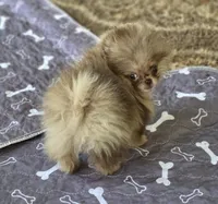 Cadbury , a male Pomeranian for sale in Redding, CA – 3 of 9