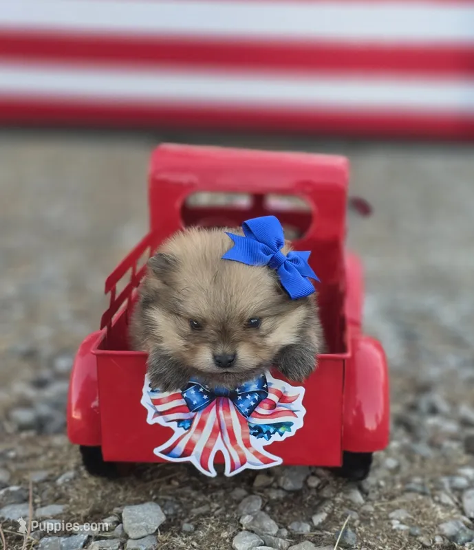 Memory  – Pomeranian puppy for sale in Redding, CA