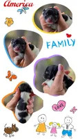 America , a female Pomeranian for sale in Redding, CA – 6 of 6