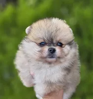 DaVinci , a male Pomeranian for sale in Anderson, CA – 4 of 10