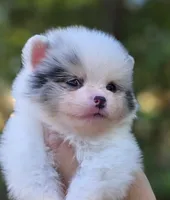 Angelo Blue Eyes, a male Pomeranian for sale in Redding, CA – 2 of 10