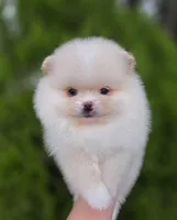 Raphael, a male Pomeranian for sale in Redding, CA – Photo 3 of 7